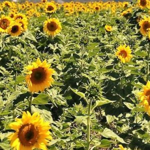 Aussie Sunflower Field