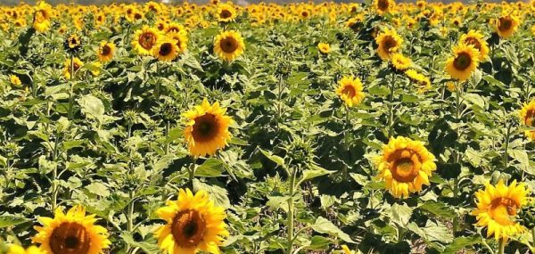 Aussie Sunflower Field