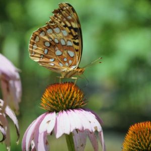 Coneflowers
