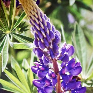 Maine Lupine