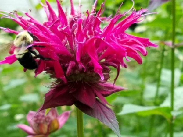 Bee