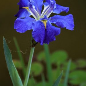 Water Iris